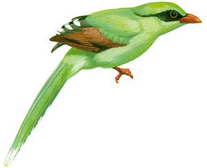 Green Magpie