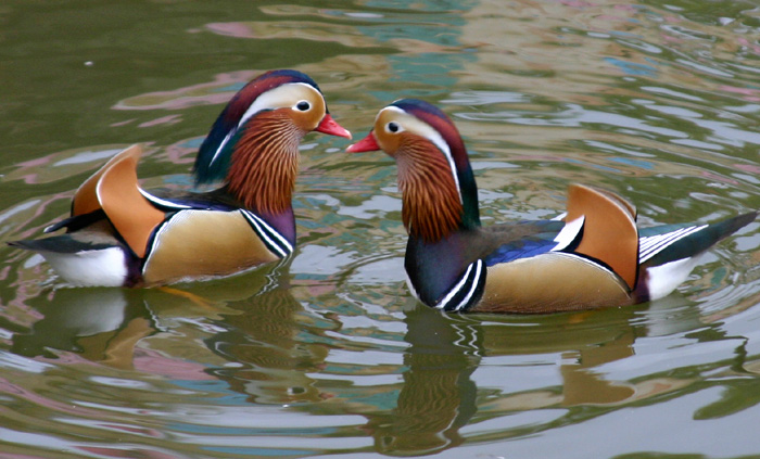 Mandarin Duck