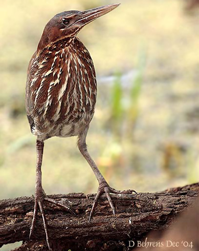 Black Bittern