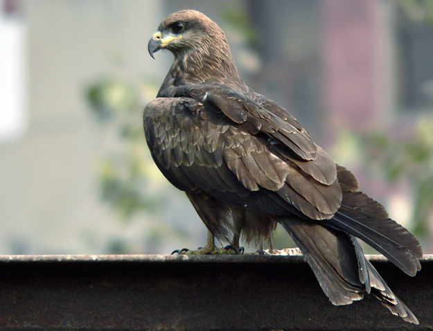 http://www.birding.in/images/Birds/black_kite.jpg