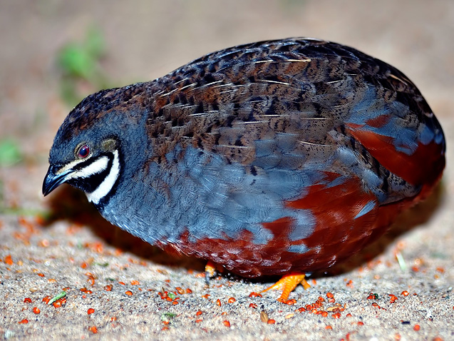 Blue-breasted Quail