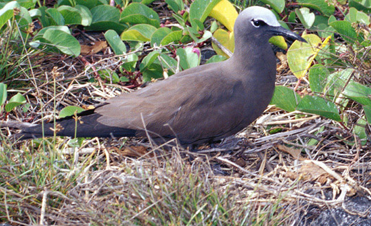 Brown Noddy