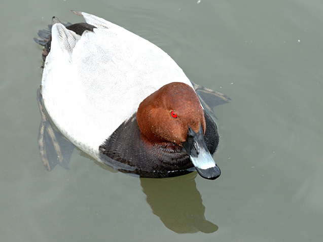 Common Pochard