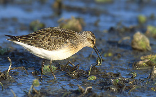 Curlew Sandpiper