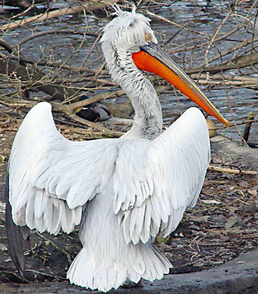 Dalmatian Pelican