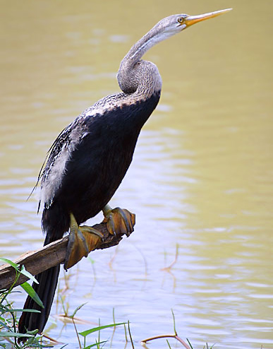 Birds Pictures on Birds Of India   Oriental Darter   Anhinga Melanogaster   Anhingidae