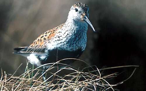 Dunlin