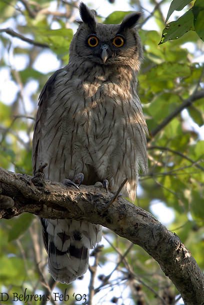 Dusky EagleOwl Bubo coromandus is a widespread resident in India