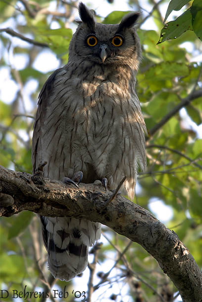 Dusky Eagle Owl