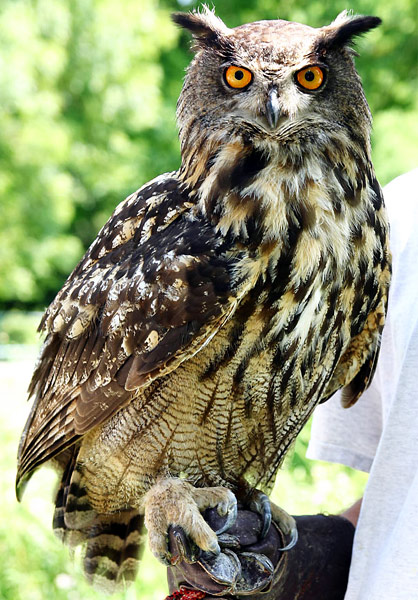 Eurasian Eagle Owl (Bubo bubo)