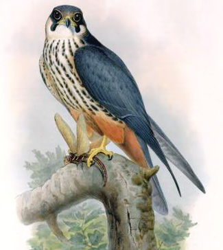 Eurasian Hobby