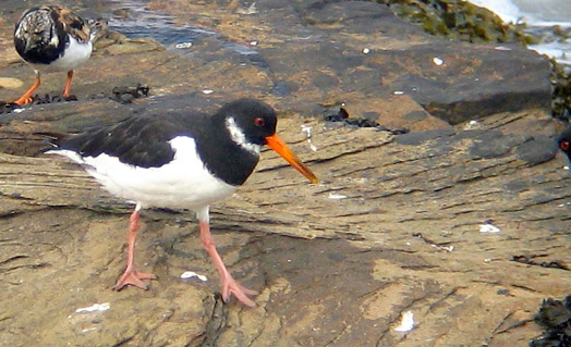 Eurasian Oyster-catcher