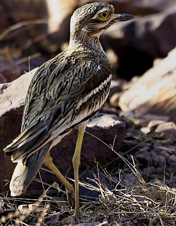 Eurasian Thick Knee