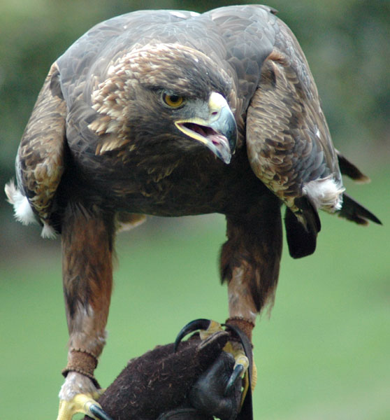 golden eagle bird. Golden Eagles are