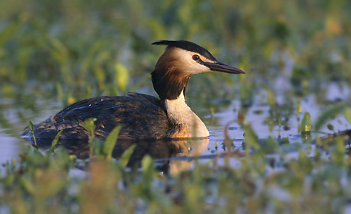Great Crested Grebe