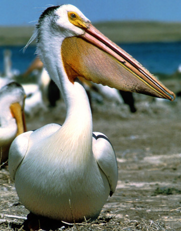 great_white_pelican.
