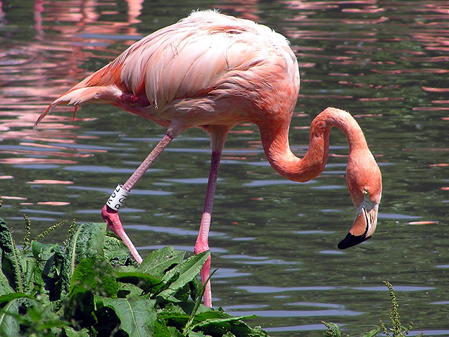 Pictures Of Greater Flamingo - Free Greater Flamingo pictures 