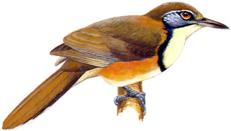 Greater-Necklaced Laughingthrush
