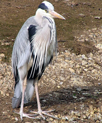 Grey Heron