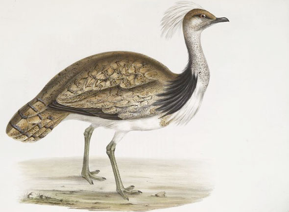 Houbara Bustard