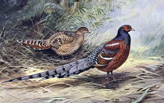 Hume's Pheasant