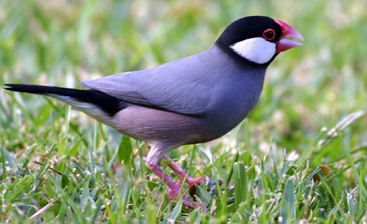 Java Sparrow