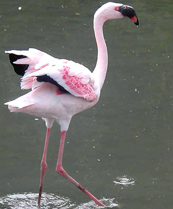 Lesser Flamingo