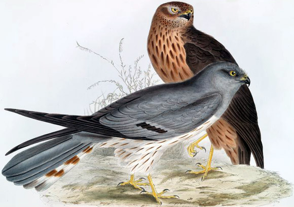Montagu's Harrier