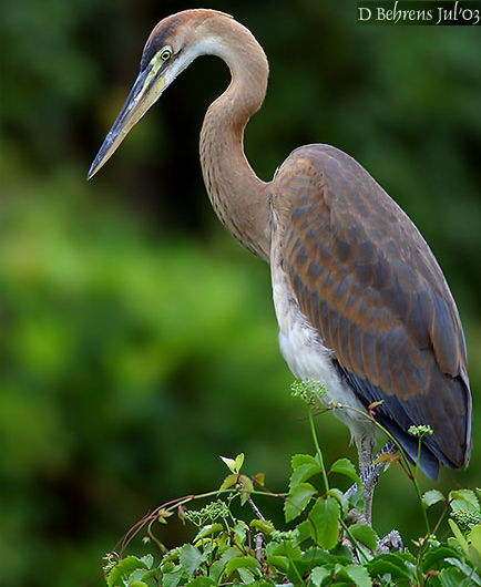 purple_heron.jpg