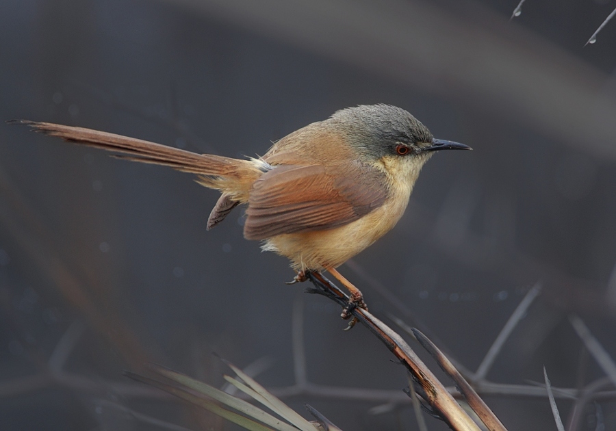 Ashy Prinia