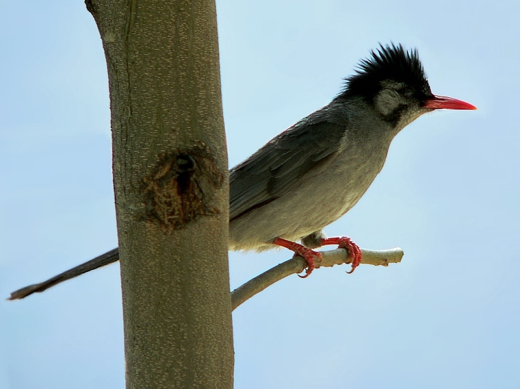 Black Bulbul