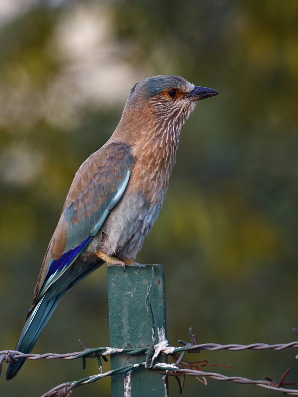 Indian Roller