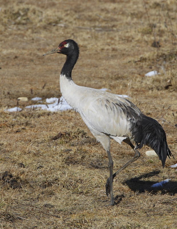 Black-necked Crane