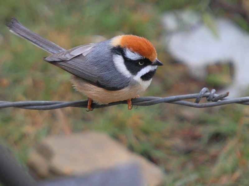 Black-throated Tit