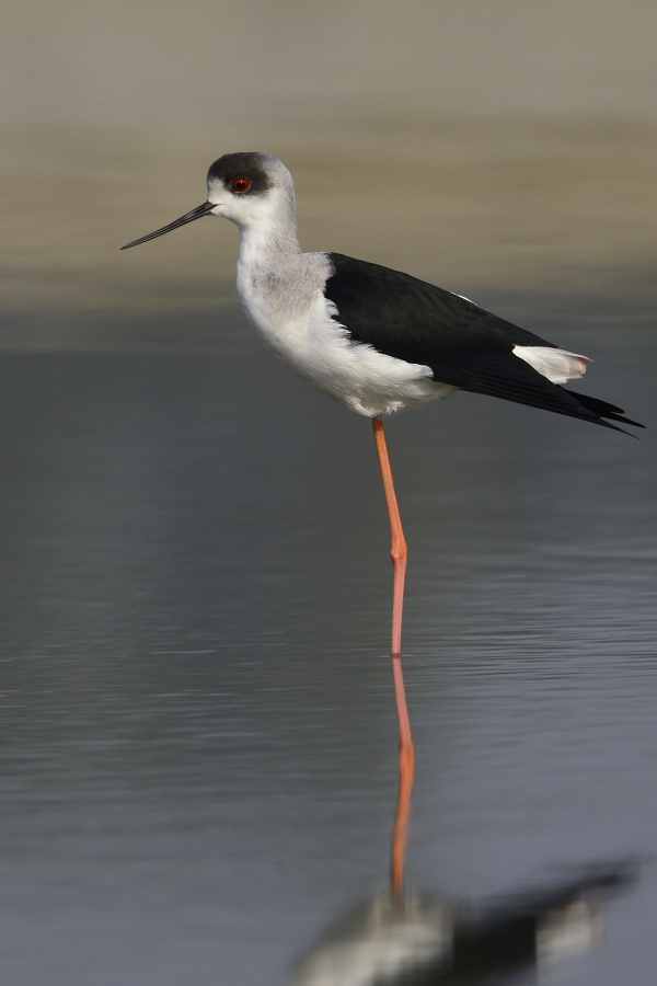 Black-winged Stilt