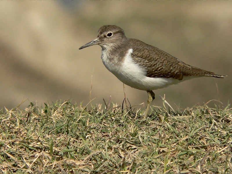 Pictures Of Common Sandpiper - Free Common Sandpiper pictures 