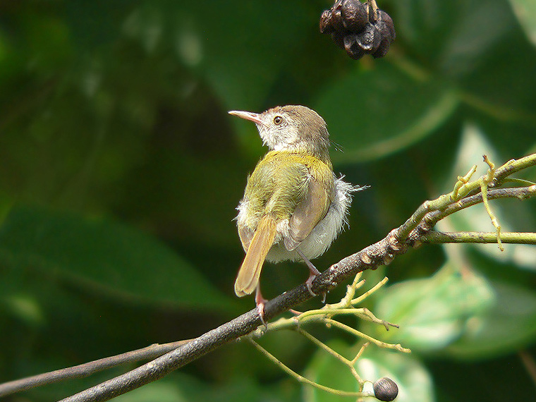 Common Tailorbird