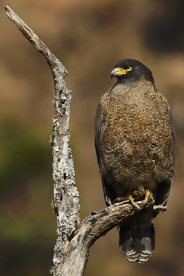 Crested Serpent Eagle