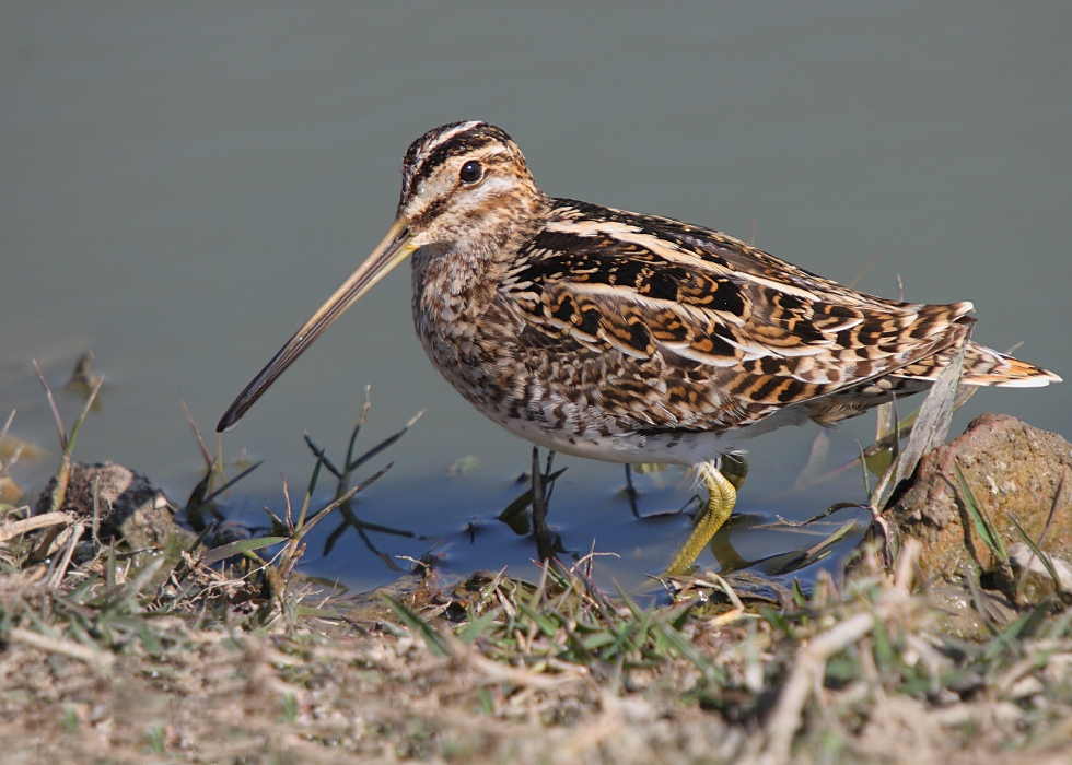 Common Snipe