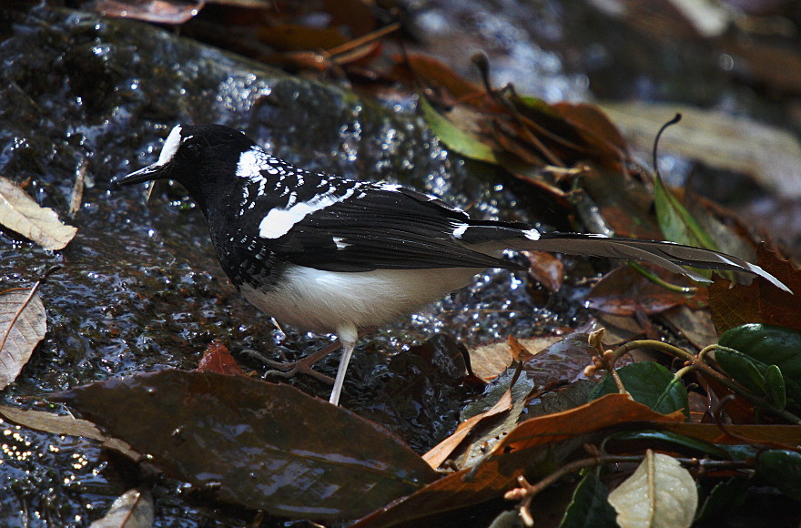 Spotted Forktail