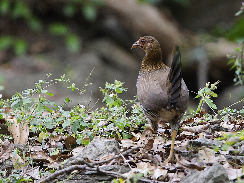 Grey Junglefowl - female