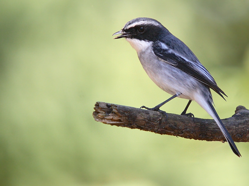 Grey Bushchat