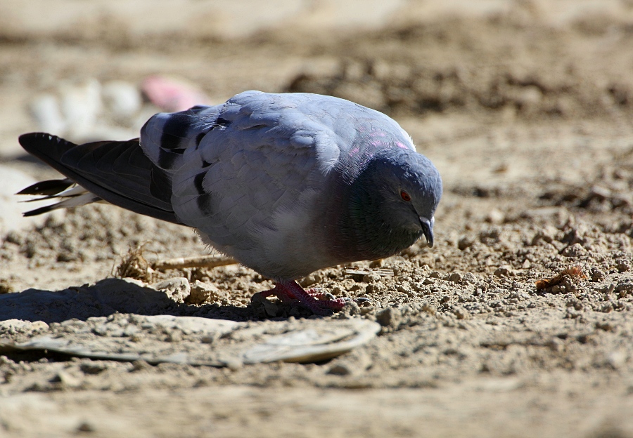 Hill Pigeon