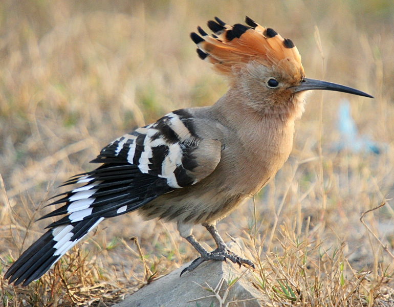 Eurasian Hoopoe