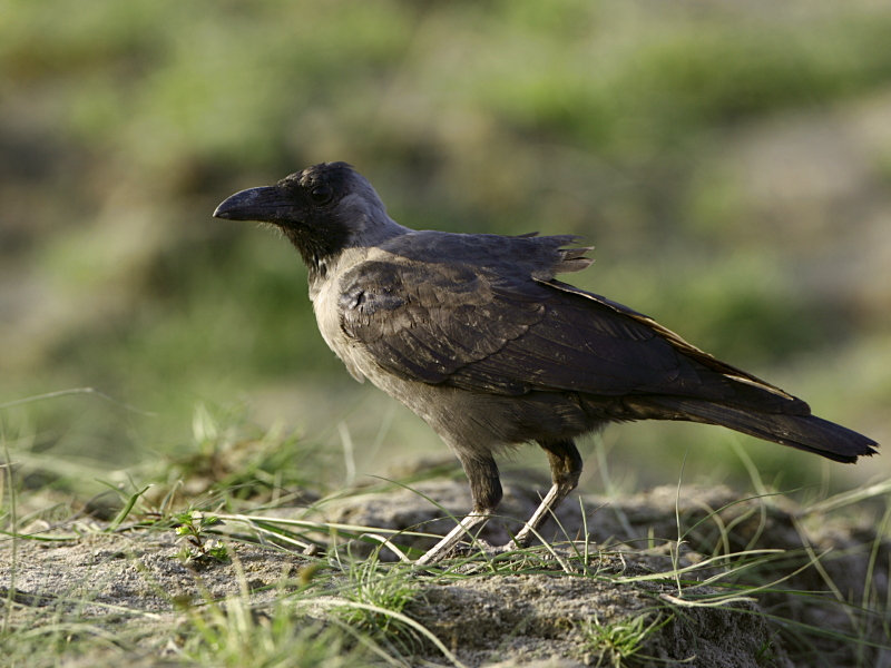 House Crow