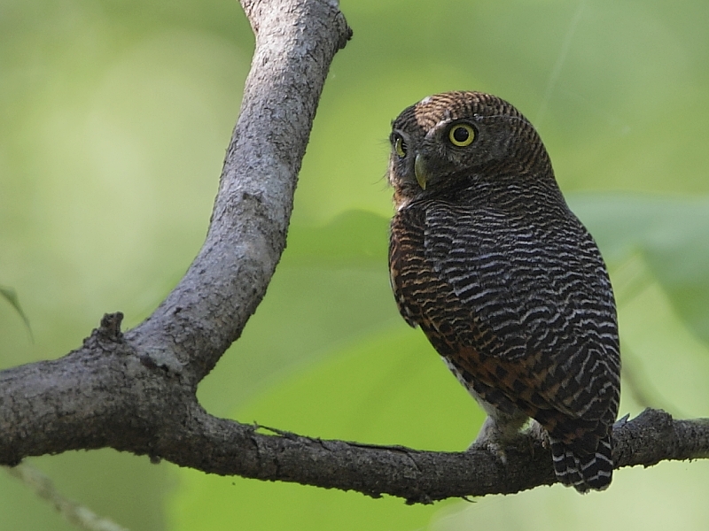 Jungle Owlet