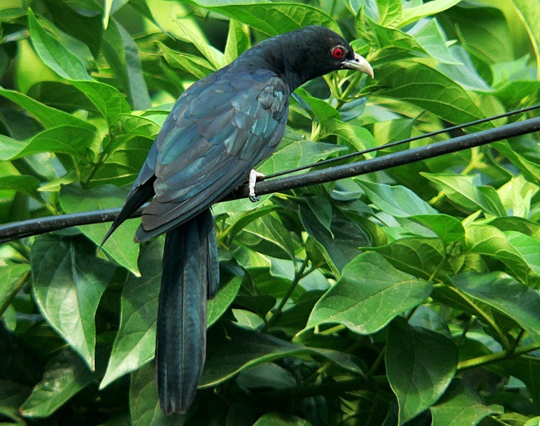 Asian Koel