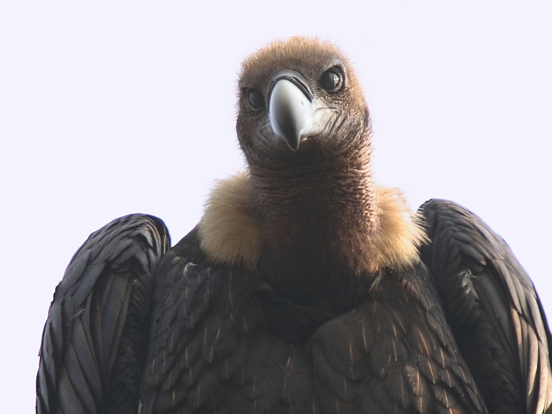 Long-billed Vulture
