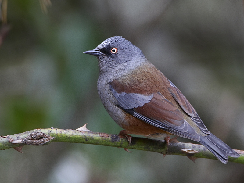 Maroon-backed Accentor