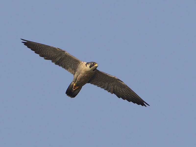 peregrine falcon in flight. Peregrine Falcon (Falco